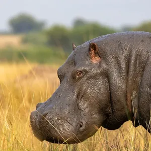 the most influential people in Uganda on Twitter