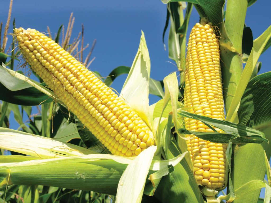 Kenya bans Uganda maize